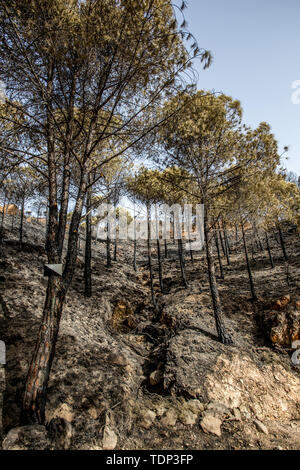 Wald nach einem großen Brand im Süden von Spanien in vertikaler verbrannt Stockfoto