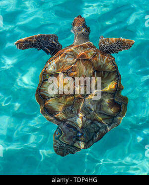 Schildkröten schwimmen im kristallklaren, türkisfarbenen Wasser der Karibik, Karibik Stockfoto
