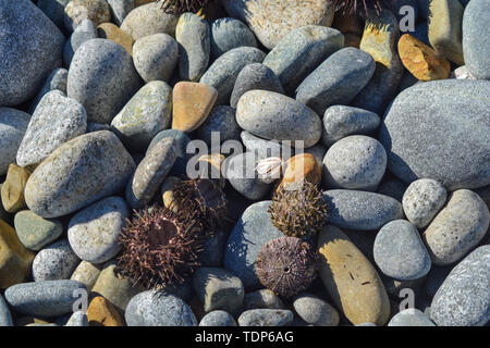 Einige Seeigel auf dem Stein Ufer im Laufe des Tages Stockfoto