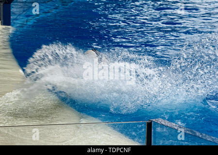 Haichang Ocean Park orca Performance in Shanghai. Stockfoto