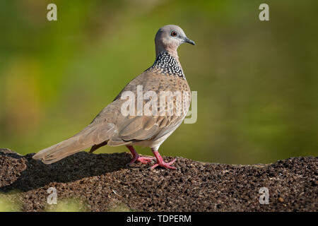 Gefleckte Taube - (Streptopelia chinensis kleine Spilopelia) Long-tailed Pigeon, auch bekannt als Berg Taube, pearl-necked Dove, lace-necked Dove oder spo Stockfoto