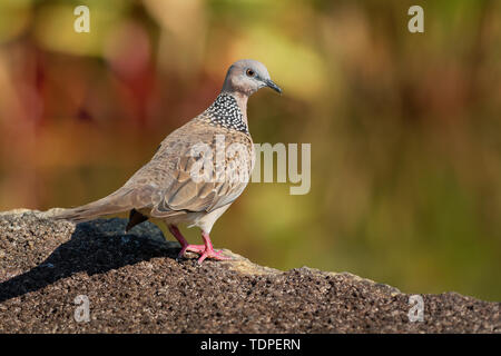 Gefleckte Taube - (Streptopelia chinensis kleine Spilopelia) Long-tailed Pigeon, auch bekannt als Berg Taube, pearl-necked Dove, lace-necked Dove oder spo Stockfoto