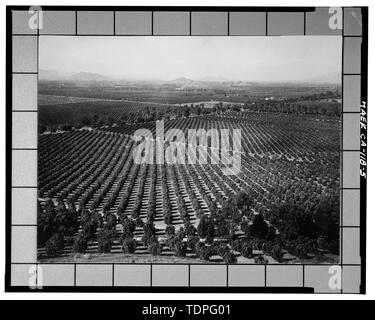 (Original Drucken am Flußufer Bibliothek, lokale Geschichte Sammlung), Fotograf und Datum unbekannt. Anzeigen von Arlington Heights ZITRUSFRÜCHTEN - Kalifornien Citrus Heritage Recording Projekt, Riverside, Riverside County, CA Stockfoto