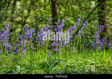 Bluebells im Sonnenschein, große Hohe Holz; Durham, County Durham, England Stockfoto