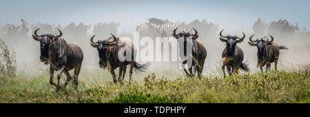 Panorama der fünf Streifengnu (connochaetes Taurinus) galoppierende Vergangenheit, Serengeti National Park, Tansania Stockfoto