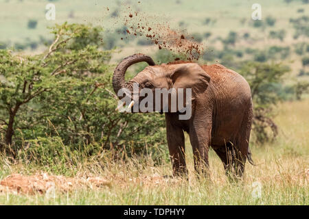 Afrikanischer Elefant (Loxodonta africana) Werfen der Erde über dessen Kopf, Serengeti National Park, Tansania Stockfoto