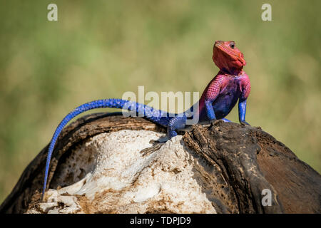 Close-up von Spider-Man (Agama agama mwanzae) auf Büffel Schädel, Serengeti National Park, Tansania Stockfoto