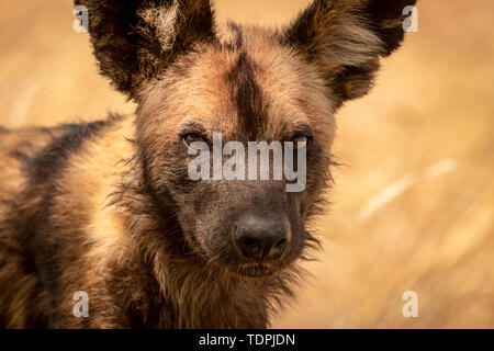 Nahaufnahme der Wildhund (Lycaon pictus) stehen in Gras, Serengeti National Park, Tansania Stockfoto