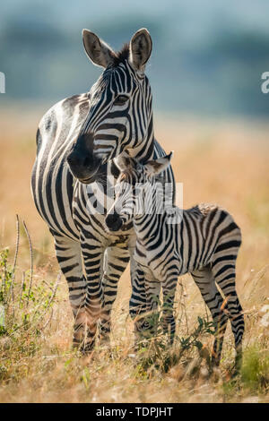 Ebenen Zebras (Equus quagga) steht eyeing Kamera mit Fohlen, Serengeti National Park, Tansania Stockfoto
