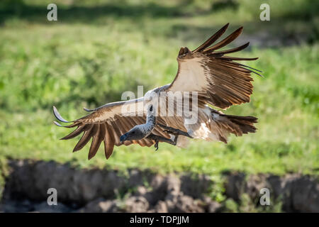 Ruppell Gänsegeier (Tylose in rueppelli) landet mit Flügel, Serengeti National Park, Tansania Stockfoto