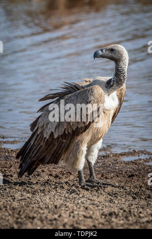 Ruppell Gänsegeier (Tylose in rueppelli) steht von flachen Stream, Serengeti National Park, Tansania Stockfoto