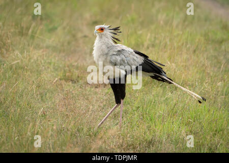 Sekretär (Sagittarius serpentarius) gehen über Gras nach links weist, Serengeti National Park, Tansania Stockfoto