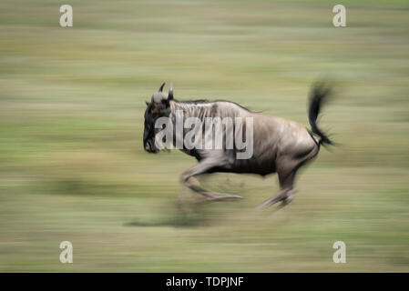 Langsame Pfanne mit blauem Gnus (Connochaetes taurinus), schwindender Schwanz, Serengeti-Nationalpark; Tansania Stockfoto