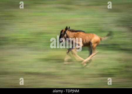 Langsame Pfanne mit jungen blauen Galoppierenden (Connochaetes taurinus), Serengeti-Nationalpark; Tansania Stockfoto