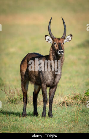 Männliche Wasserböcke (Kobus ellipsiprymnus) auf Gras beobachten Kamera steht, Serengeti National Park, Tansania Stockfoto