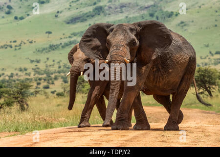 Zwei afrikanische Elefanten (Loxodonta africana) Cross Track in Schritt, Serengeti National Park, Tansania Stockfoto