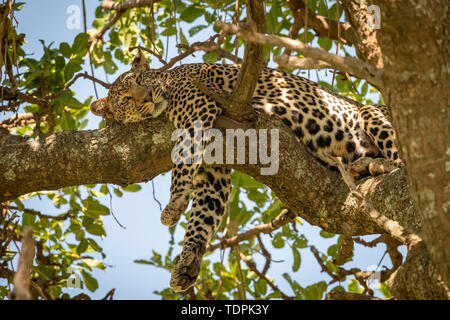 Leopard (Panthera pardus) liegt auf Ast baumelnd Vorderbeine, Serengeti National Park, Tansania Stockfoto