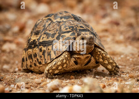 Leopard tortoise (Stigmochelys pardalis) Kreuze Feldweg mit Blick auf Kamera, Serengeti National Park, Tansania Stockfoto