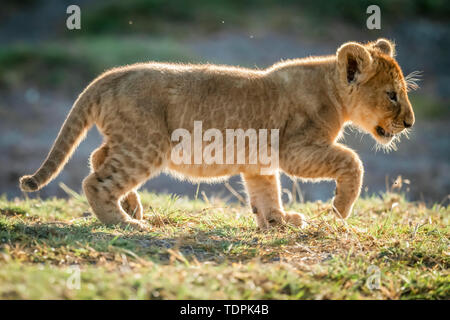 Lion Cub (Panthera leo) beleuchtete Lifte zu Fuß zu gehen, Serengeti National Park, Tansania Stockfoto