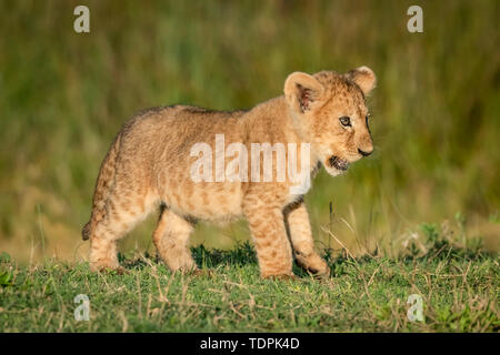Lion Cub (Panthera leo) auf Gras nach rechts steht, Serengeti National Park, Tansania Stockfoto