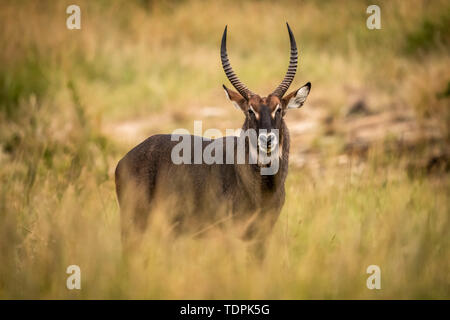 Männliche Defassa Wasserböcke (Kobus ellipsiprymnus) im Gras Uhren Kamera, Serengeti National Park, Tansania Stockfoto