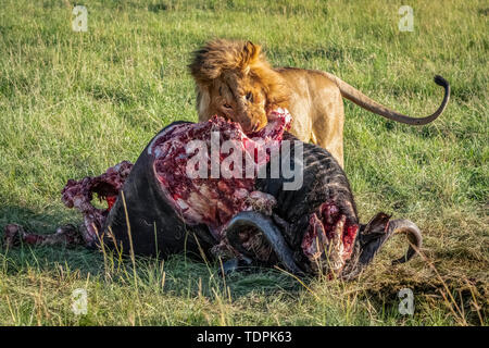 Männliche Löwe (Panthera leo) Feeds auf blutige Buffalo Karkasse, Serengeti National Park, Tansania Stockfoto