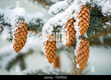Close-up Frosted lange Fichte Kegel und Nadeln auf einem Baum, Calgary, Alberta, Kanada Stockfoto