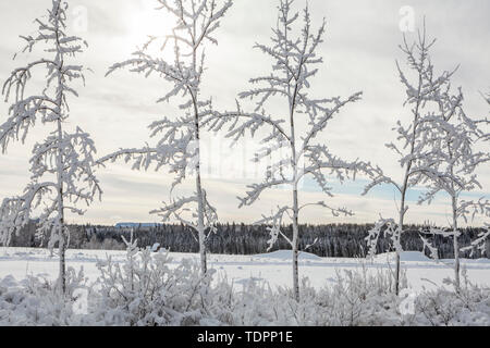 Verschneite Bäume in einer Reihe mit einem schneebedeckten Feld und Wald im Hintergrund; Thunder Bay, Ontario, Kanada Stockfoto