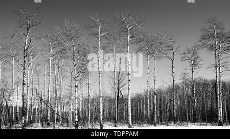 Schwarz-weiß Bild von blattlosen Bäume und klaren Himmel im Winter; Thunder Bay, Ontario, Kanada Stockfoto