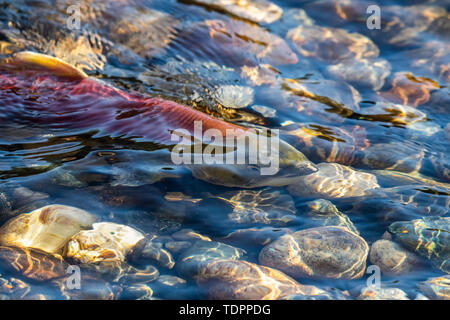 Sockeye Lachse (Oncorhynchus nerka) in der Shuswap River, British Columbia, Kanada Stockfoto