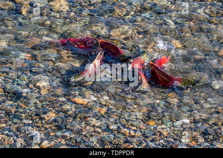 Sockeye Lachse (Oncorhynchus nerka) im Adams River Run, Tsútswecw Provincial Park (ehemals Roderick Haig-Brown Park); British Columbia, Kanada Stockfoto