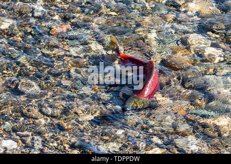 Sockeye Lachse (Oncorhynchus nerka) im Adams River Run, Tsútswecw Provincial Park (ehemals Roderick Haig-Brown Park); British Columbia, Kanada Stockfoto