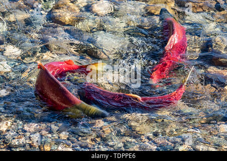 Sockeye Lachse (Oncorhynchus nerka) im Adams River Run, Tsútswecw Provincial Park (ehemals Roderick Haig-Brown Park); British Columbia, Kanada Stockfoto