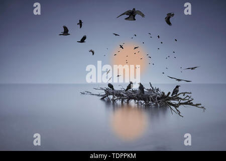 Ein Mord von Krähen fliegen oder thront auf einem Baumstamm im flachen Wasser Stockfoto