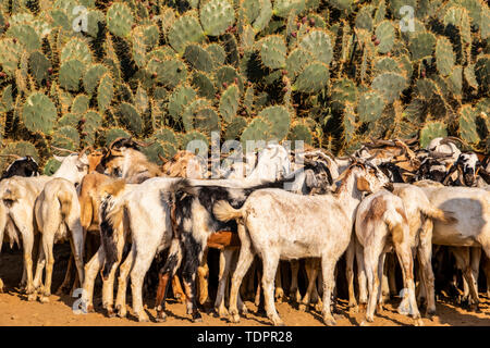 Ziegen am Montag Viehmarkt; Keren, Anseba Region, Eritrea Stockfoto