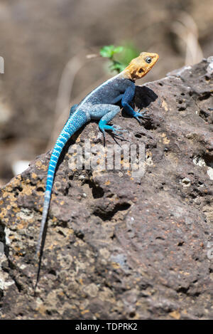 Bunte männlichen Kenianischen Rock (Agama agama) lionotis Sonnenbaden auf den Felsen bei KIA Lodge in der Nähe von Kilimanjaro International Airport, Arusha, Tansania Stockfoto