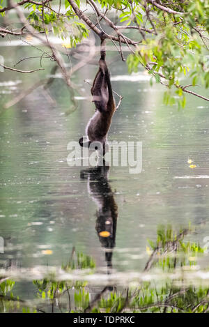 Sykes (oder Weißkehlaffe) Affe (Cercopithecus albogularis) hängt einen Fuß vom Ast, um vom Teich in der Ngare Sero Mountain Lodge zu trinken ... Stockfoto