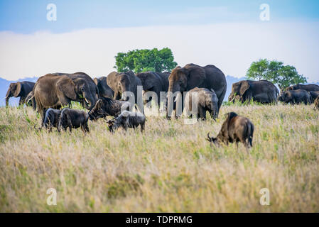 Afrikanische Elefanten (Loxodonta africana) Turm über grasende Gnus (connochaetes Taurinus) im Serengeti National Park, Tansania Stockfoto