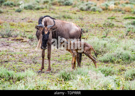 Die Mutter von Gnus (Connochaetes taurinus) starrt auf sein noch nasses neugeborenes Kalb, das gerade in der Ndutu-Gegend des Ngoro zu seinen Füßen gekämpft hat... Stockfoto