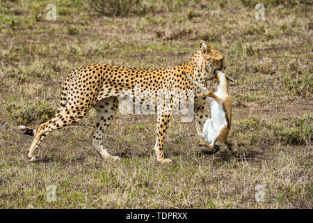 Weibliche Geparden (Acinonyx jubatus) schleppen Thomson's Gazelle (Eudorcas thomsonii) frisch getötet im Ndutu-Gebiet des Ngorongoro Conservation Area... Stockfoto