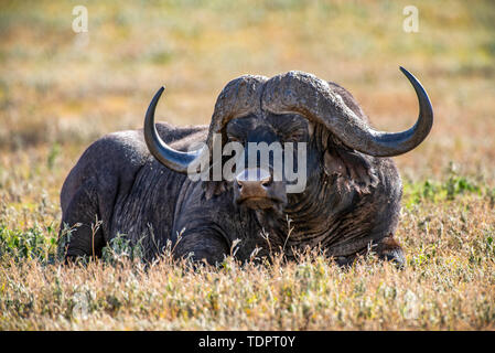 Große männliche Afrikanischer Büffel (Syncerus Caffer) im kurzen Gras im Ngorongoro Krater, Ngorongoro Conservation Area, Tansania Stockfoto