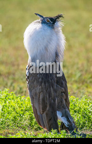 Männliche Kori Bustard (Ardeotis Kori) bei der Paarung Anzeige im Ngorongoro Krater, Ngorongoro Conservation Area, Tansania Stockfoto