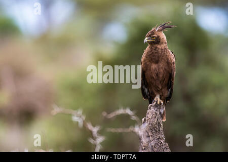 Lange-Crested Eagle (Lophaetus occipitalis) auf dem toten Baumstumpf in der ndutu Gegend der Ngorongoro Conservation Area auf der Serengeti gehockt Stockfoto