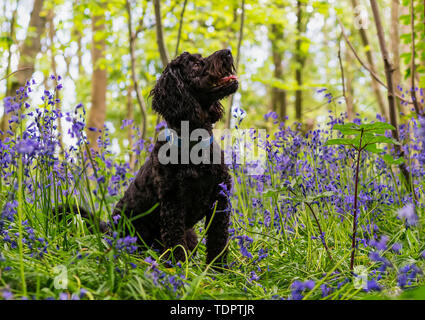 Porträt von einem schwarzen Hund suchen Nach oben Wie es sitzt unter den Glockenblumen, South Shields, Tyne und Wear, England Stockfoto