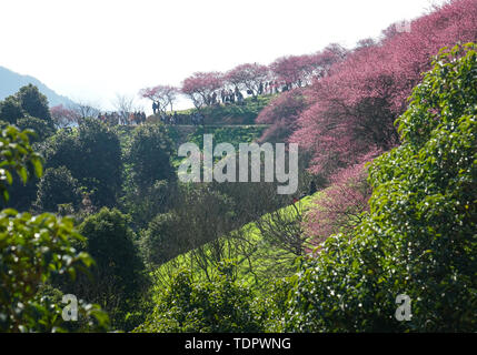 Mudanjiang Mei Garten Stockfoto