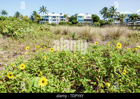 Sanibel Island Florida, East Gulf Drive, Häuser am Strand, große Einfamilienhäuser, mehrstöckige, Düne Sonnenblumengräser, Besucher reisen trave Stockfoto