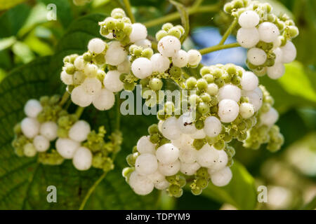 Sanibel Island Florida, Bailey Homestead Preserve, Sanibel-Captiva Conservation Foundation SCCF, Native Landscapes & Garden Center, Chiggery Grapes Heliot Stockfoto