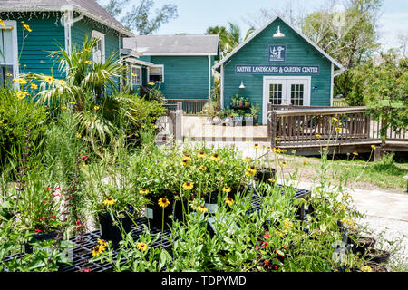 Sanibel Island Florida, Bailey Homestead Preserve, Sanibel-Captiva Conservation Foundation SCCF, Native Landscapes & Garden Center Center Center, Pflanzenverkauf, FL19 Stockfoto