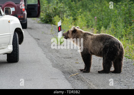 Wilden jungen schreckliche und hungrig Fernöstlichen brauner Bär brauner Bär (Kamtschatka) zu Fuß auf der Straße und bittet für die menschliche Ernährung von Menschen in den Autos auf der Autobahn. Stockfoto