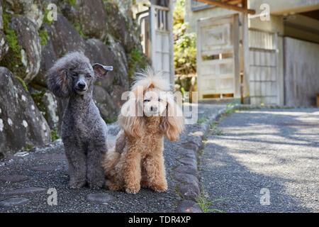 Hunde an traditionellen japanischen Hotel Stockfoto